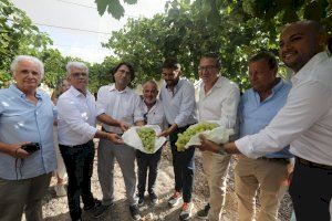 Toni Pérez alaba el “calibre y la calidad” de la Uva de Mesa Embolsada del Vinalopó