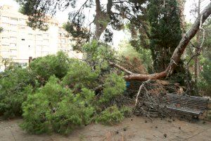 Cae un árbol en el Parque del Oeste de Valencia a causa del temporal