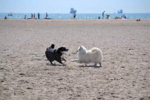 L'Ajuntament de Burriana llança el curs “Buen Ciudadano Canino en Familia”