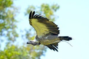 BIOPARC Valencia hace una llamada urgente a la conservación de los buitres, especie vital para la salud del planeta