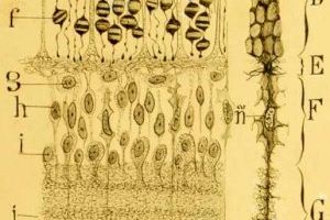 Más de 200 asistentes de todo el mundo abordan en Alicante los últimos avances en Histología e Ingeniería Tisular