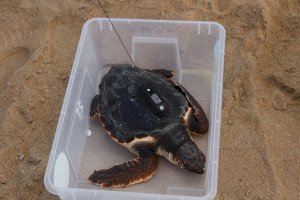 Siete ejemplares de tortuga boba nacidos en Dénia el año pasado vuelven al mar