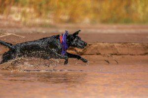 L'Ajuntament de Montaverner convida a les mascotes a refrescar-se