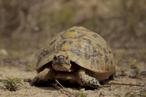 Investigadors de la UA i la UMH seqüencien el genoma de la tortuga mora