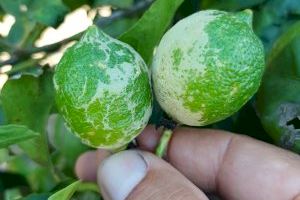 La severidad del Scirtothrips aurantii se recrudece y avanza imparable en los campos valencianos: "Es una cuestión de seguridad alimentaria"