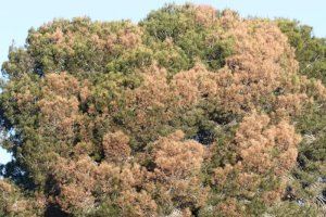 Un pueblo de la Comunitat Valenciana pide que se declare la emergencia sanitaria forestal ante la debacle que está acabando con los bosques