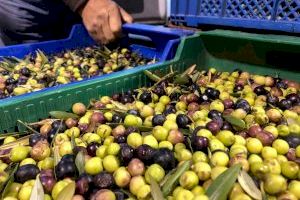 "Este año no hay olivas": Un pueblo de Castelló sufre la sequía y obliga a modificar su conocida 'Mostra de les Olives Trencades'