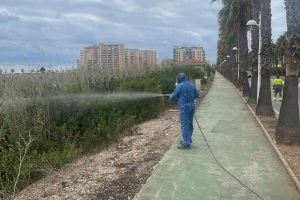 Oropesa del Mar lucha contra una plaga de insectos que afecta a varias zonas: esta es la fecha y zonas de la próxima fumigación