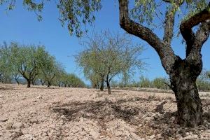 AVA-ASAJA pide medidas para el sector de la almendra por la sequía y los bajos precios