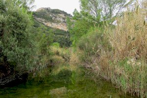 Invasión de cañares, una especie exótica que se extiende por diferentes pueblos de Castellón: "Exige estudiar una solución"