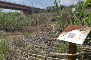 Les canyes, una invasió de 'alt risc d'incendi' que amenaça vies del tren, carreteres i habitatges a Borriana, Vila-real i Almassora