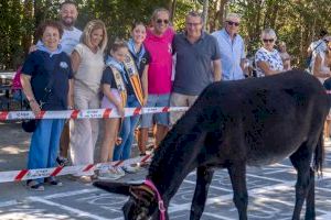 Escatología y fiesta se dan la mano en la Ermita de Sanç de Benidorm en ‘La cagà de la burra’