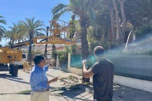 Orihuela inicia la poda y tala de palmeras en Cabo Roig tras la caída de varios ejemplares