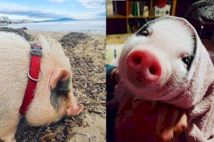 VIDEO | Petunia, la atracción turística más ‘porcina’ de Oropesa del Mar