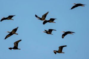 La bandada de ibis eremita guiados por sus "madres humanas" en ultraligeros pasa por Valencia con parada logística en BIOPARC