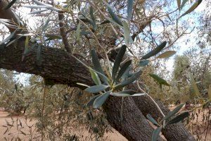 Los productores de aceitunas de la Comunitat Valenciana perderán más de 49 millones de euros por la caída del 68% de la cosecha