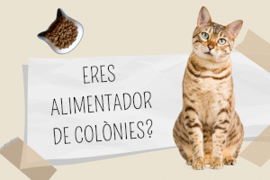 Vila-real ofereix formació especialitzada en gestió de colònies felines