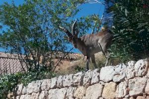 “La gente está abandonando los campos": los agricultores de una comarca valenciana plantean una demanda por los ataques de la fauna salvaje