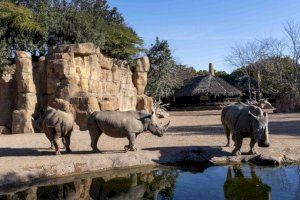 La Fundación BIOPARC apela a la conservación del Rinoceronte, un “gigante” que podría desaparecer