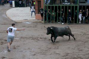 Un herido al ser arrollado por un toro en los 'bous al carrer' de Almenara