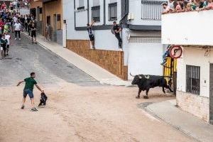 ‘Carbonaire Musical’ y once ‘bous al carrer’: La Vall d’Uixó se prepara para las fiestas del Santísimo Cristo del Calvario