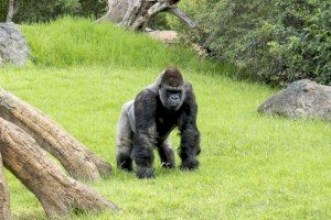 “Conocer para proteger” es el llamamiento de los BIOPARC para salvar de la extinción a los gorilas