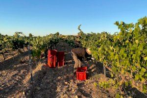 La DO Valencia tendrá una producción de uvas menor que la del pasado año, pero de gran calidad