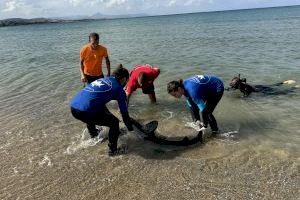 Tràgic final per a la tintorera albirada a Dénia: mor després d'un brutal atac d'un peix espasa