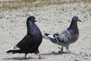 Un pueblo de Castellón soltará aves rapaces para atajar la plaga de palomas