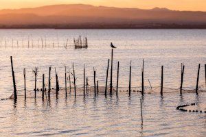 Valencia aprueba por unanimidad que la Albufera sea reserva de la Biosfera