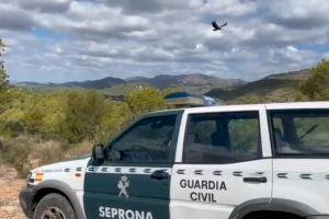 VÍDEO | Un buitre se asienta en la mediana de la V-21 y pone en peligro la circulación a los conductores en Albuixech