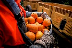 El dur missatge de la Unió: es venen cítrics sud-africans amb més pesticides dels permesos en els supermercats valencians