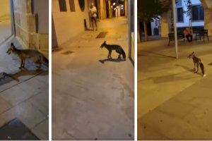 VÍDEO | La naturaleza visita Xàbia: sorprendente paseo de un zorro en pleno centro urbano