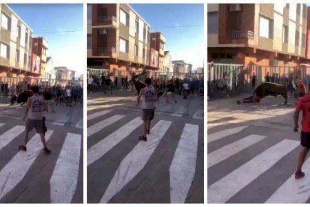 VÍDEO | Un bou s'acarnissa amb un aficionat taurí i acaba ferit greu en les festes de Xilxes