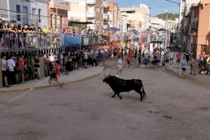 Bous i processó dels borratxos en les Festes Patronals d'Almenara