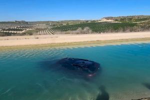 Un BMW a remojo: intentan cometer un robo con un coche y acaban arrojándolo en el canal del trasvase en Orihuela