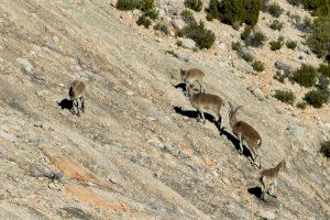 Montanejos clama al cielo por la plaga de jabalíes y cabras