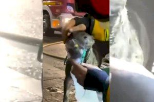 VÍDEO | Un patinete eléctrico desata un incendio en Novelda que deja 5 heridos, entre ellos un menor y un Policía Local