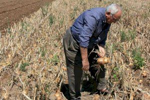 La Comunitat Valenciana lidera un grave problema: el envejecimiento del sector agrario pone en peligro la alimentación