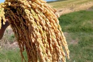 Aumenta la producción y la calidad del arroz de Pego: éxito en el 75% de los terrenos donde se ha realizado la siembra en seco