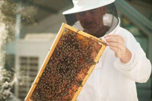 Valencia instala sensores que monitorizan en tiempo real a las colmenas de abejas de Las Naves