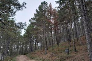 Alerta en los bosques de Els Ports: Una plaga se suma a la sequía y deja 'secos' los pinares