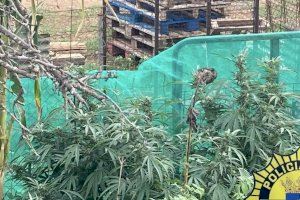 Una astuta operación de rastreo de las fuerzas de seguridad localiza una plantación de marihuana oculta en Oropesa