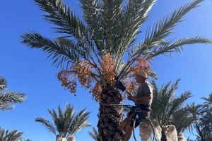 El Ayuntamiento de Elche apuesta por mejorar la producción y calidad del dátil con el uso de agua regenerada para el riego