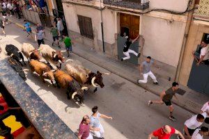 Almassora suspende tres encierros del Roser por la crisis de la lengua azul en Extremadura