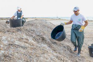 Alicante lanza desde el Vivero de Empresas un proyecto para la recogida sostenible de algas de las playas