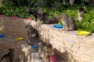 A tiros contra los gatos: Elche, contra un vándalo por matar a dos felinos a balazos