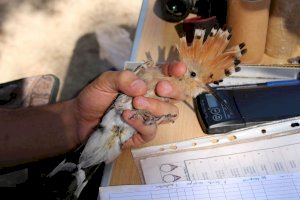 El Clot de Galvany celebra el Día Mundial de las Aves el próximo 6 octubre