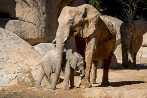 Los BIOPARC instan a despertar nuestra esencia animal