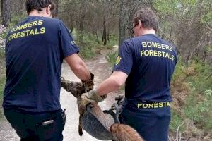 Colmenas, ballenas y tiburones: Estos son los animales que más llamadas al 112 causan en la Comunitat Valenciana